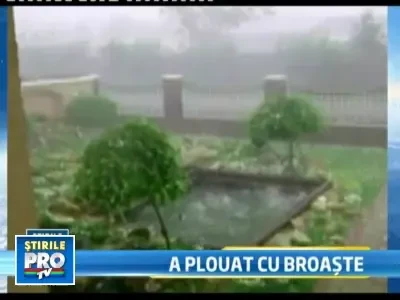 I-a bagat in sperieti! Ploaie cu broaste intr-un orasel din Ungaria