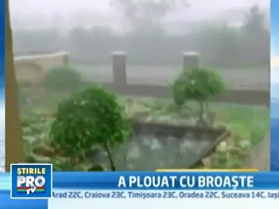 I-a bagat in sperieti! Ploaie cu broaste intr-un orasel din Ungaria