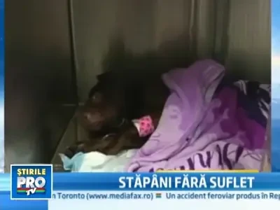 Si-au lasat cainele sa fiarba in suc propriu. Acum au ajuns dupa gratii