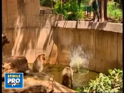 Animalele de la Zoo, tratate de caldura cu dusuri si mancare inghetata