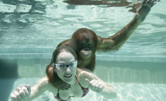 Suryia, urangutanul cel mai jucaus din America: inoata toata ziua. Video