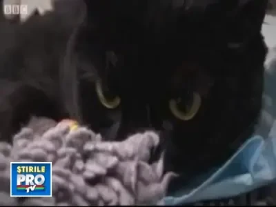 Iata primul cotoi bionic din lume. Oscar poate din nou sa topaie