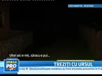 Musafir nepoftit!S-au trezit cu un pui de urs pe veranda