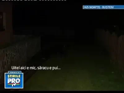 Musafir nepoftit! S-au trezit cu un pui de urs pe veranda