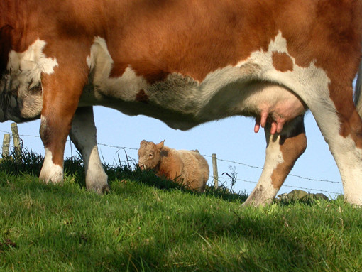 Vacile siberiene poarta sutien… Sa nu le degere ugerul