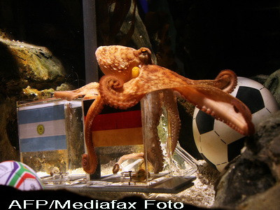 Prezicerile caracatitei clarvazatoare: Germania bate Argentina in sferturi