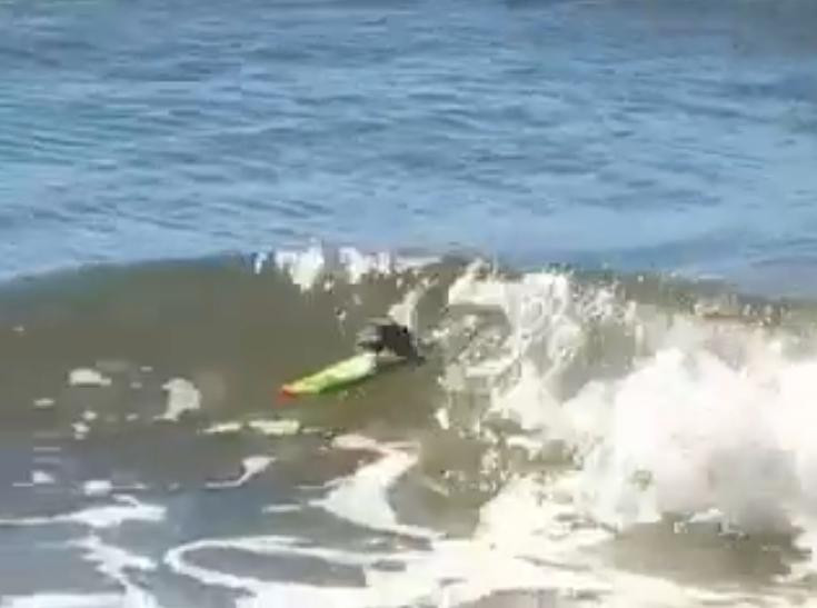 Cine a spus ca soriceii nu pot face surf? Vezi VIDEO!