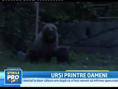 Sezonul festinelor la tomberon! Locuitorii din Busteni, terorizati de ursi