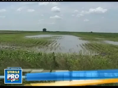 Vremea saraciei. Jumatate din productia de grau, compromisa