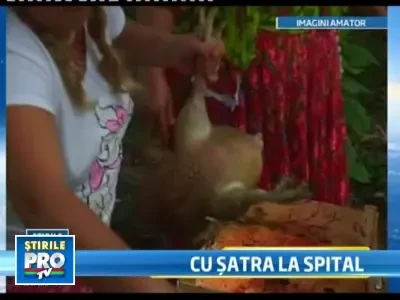 Numai in Romania! Au parlit gaina in curtea spitalului pentru ruda bolnava