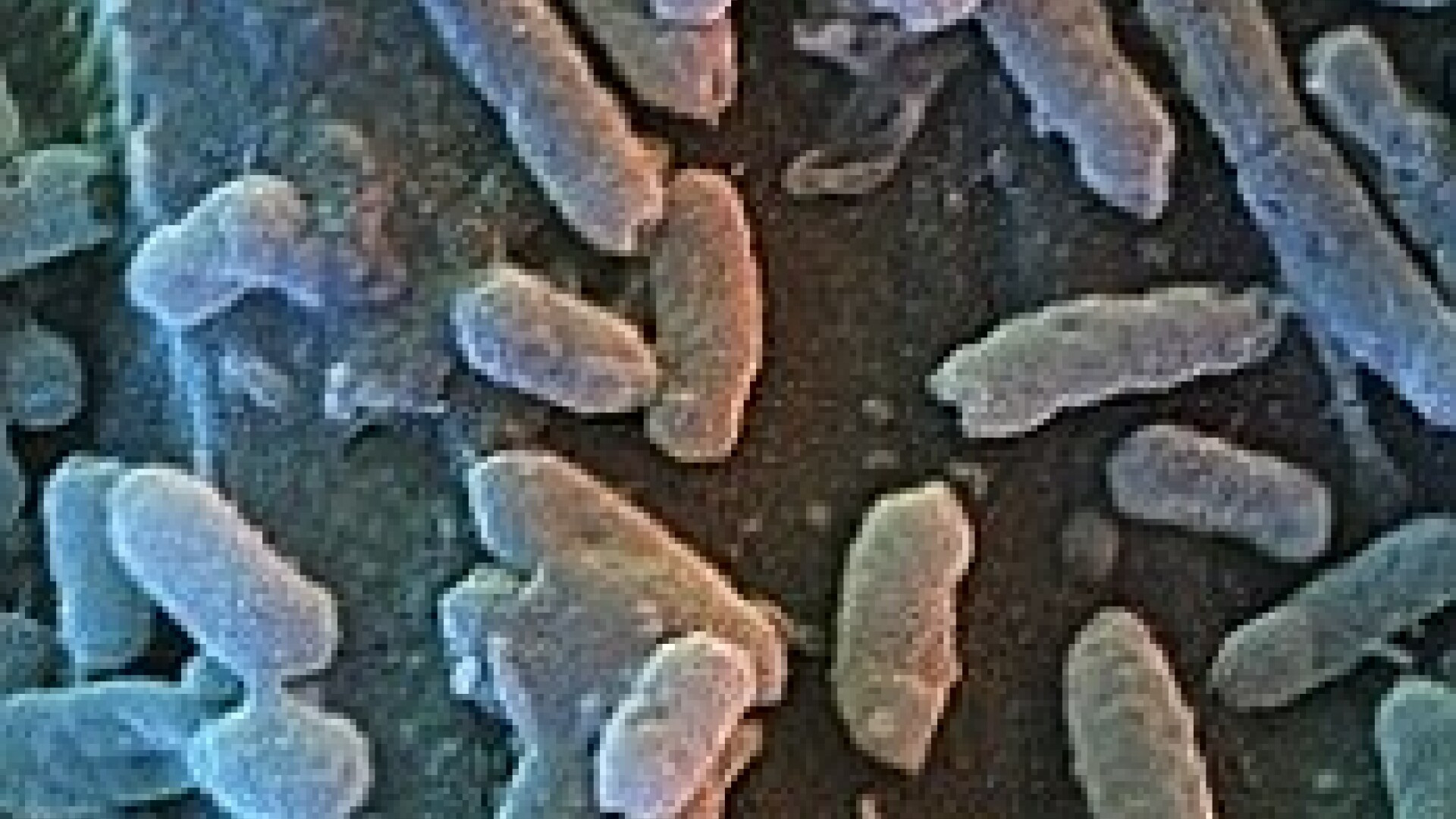 Visezi sa traiesti peste 100 de ani? Ti s-ar putea indeplini dorinta!