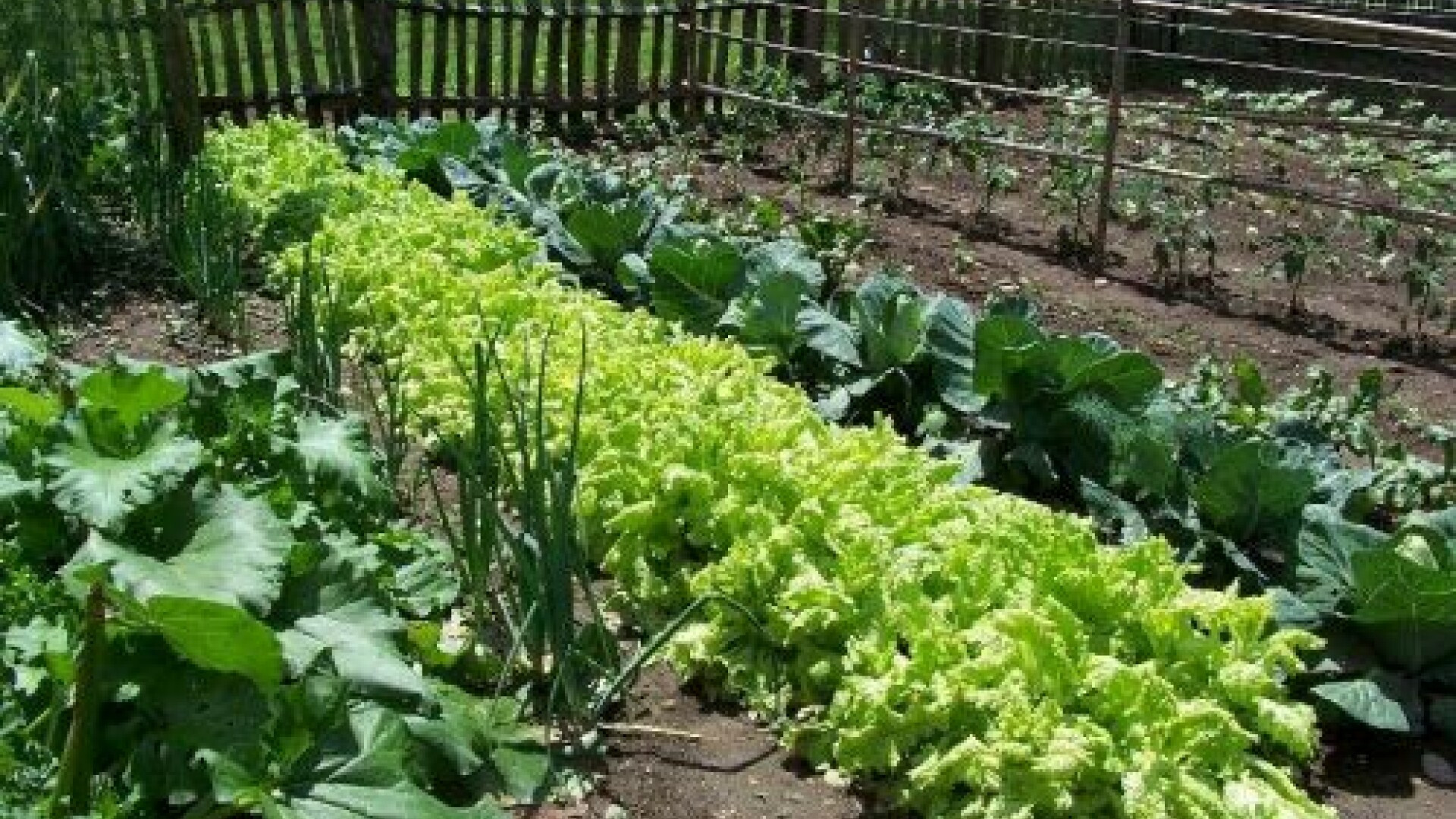 Afacerea unui student de la Facultatea de Medicina din Timisoara. Ce cultiva in gradina parintilor