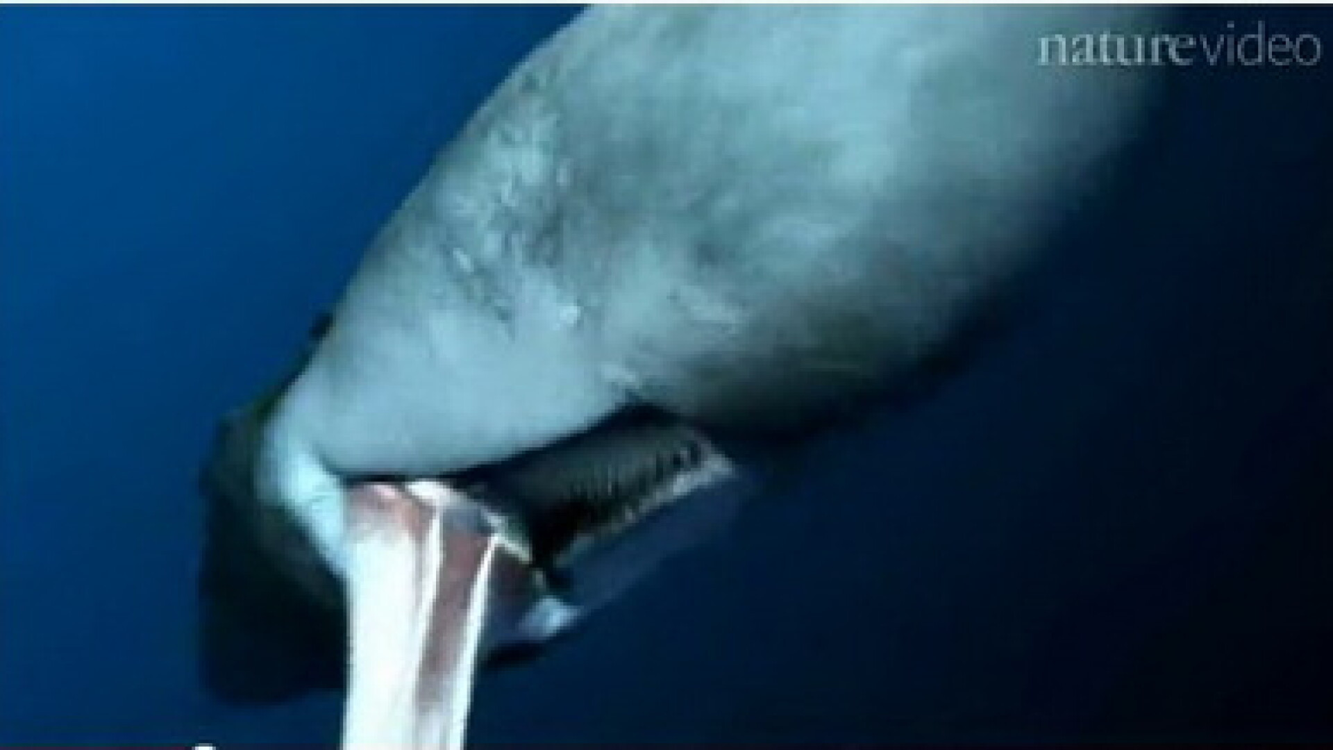 Monstru marin descoperit intr-un desert, in Peru