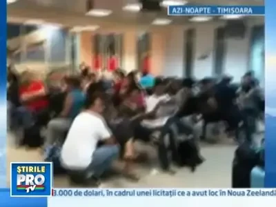 Fazanul buclucas. S-a ascuns in elicea unui avion si a stricat-o