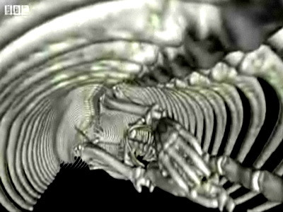 Inedit! Soarece radiografiat in stomacul unui sarpe