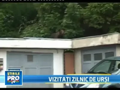 Ursii intra in casele oamenilor din Busteni, in cautarea hranei