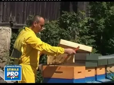 Ploile torentiale reduc drastic productia de miere si fructe in Romania