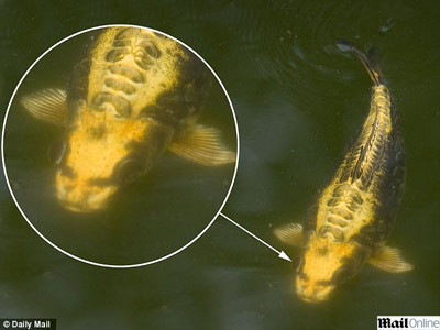 Crapul cu chip de om "zambeste" pentru 40.000 de lire!