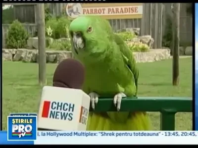 Papagalul care canta imnul Canadei!