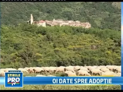 Cum isi sporesc castigurile crescatorii de oi italieni? Le dau spre adoptie