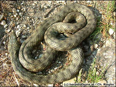 Ca-n filmele de groaza! Terorizata de un cuib de serpi gasit in casa