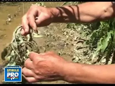 Inundatiile, o frana in calea redresarii economiei.Culturile sunt la pamant