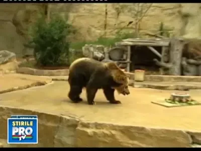 Urs grizzly din Texas, sarbatorit cu tort de avocado si cocos