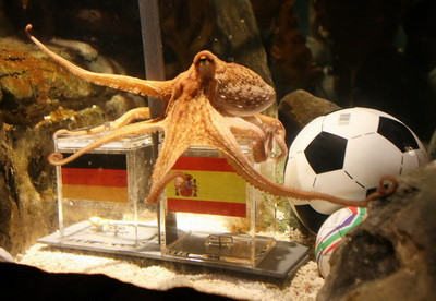 Prezicerea caracatitei Paul: Spania bate Germania in semifinala