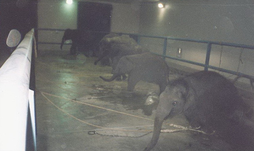 Socant! Animale torturate la circ - ONG-urile din China, revoltate