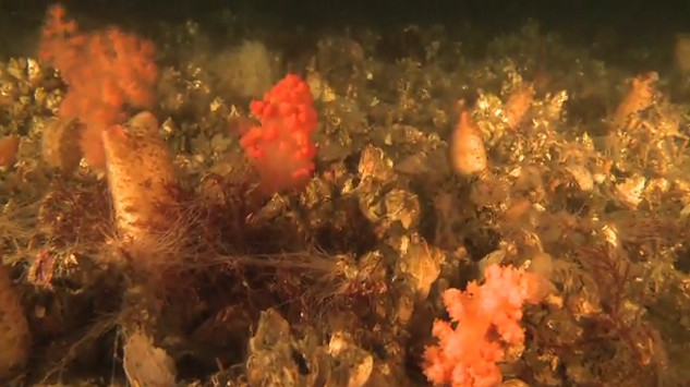 Gheata arctica ascunde o uimitoare lume subacvatica! Vezi VIDEO!