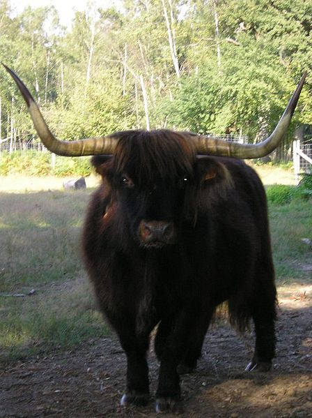 Un iac de la zoo a atacat o femeie. A fost tranchilizat, dar a murit