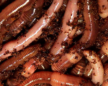 Viermi cu telecomanda. S-au implantat nanoparticule care controleaza nervii