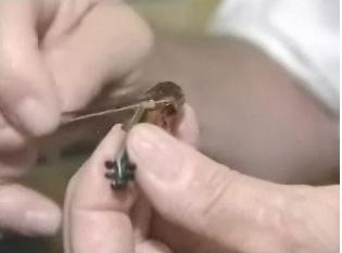 Cea mai mica vioara din lume masoara doar 3 cm!