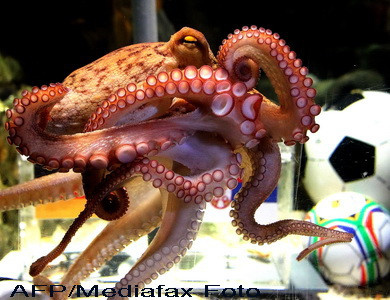 Caracatita Paul, oracolul de la Campionatul Mondial, a murit!