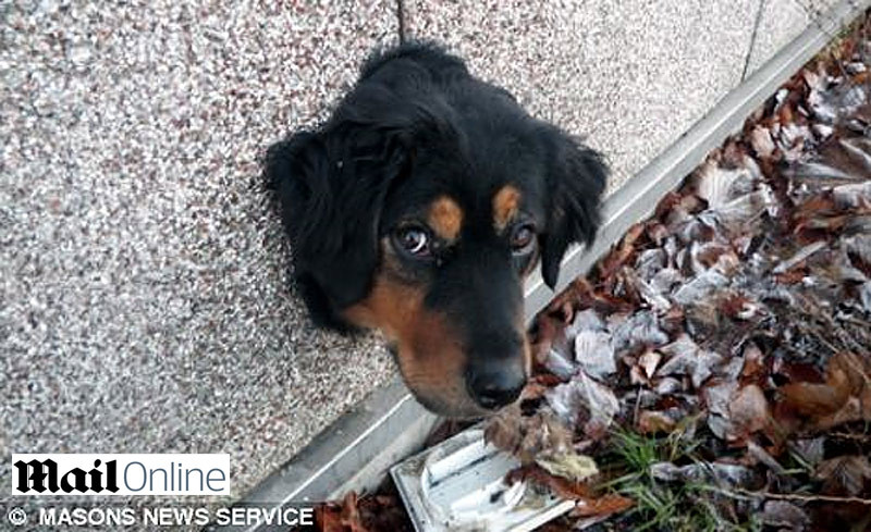 Disperare de catel! A ramas blocat cu capul in zid, in cautare de hrana