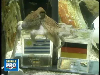 Caracatita Paul a prezis: Spania e campioana mondiala, Germania ia bronzul