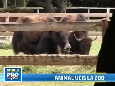 Un iac de la zoo a atacat o femeie. A fost tranchilizat, dar a murit