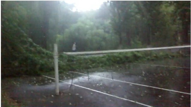 Fotbal-tenis de groaza! S-au trezit cu un copac cazut la fileu!