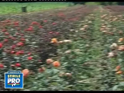 Idei de afaceri pe timp de criza: cultivarea trandafirilor