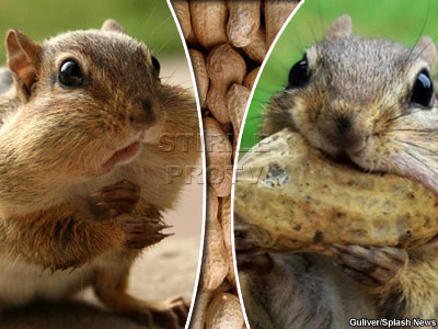 Cea mai lacoma veverita din lume! Mananca alune mai mari decat capul ei!