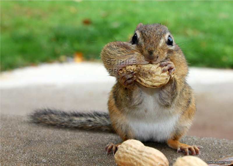 Chip si Dale, in varianta romaneasca. Doua veverite, marea atractie a unui parc din Sinaia