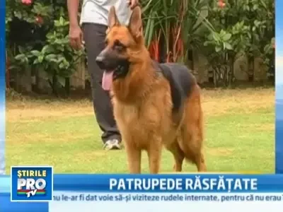 Animalele, rasfatate in India mai ceva ca oamenii