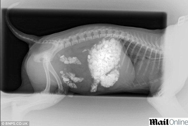 Caine "pofticios"! A mancat 250 de grame de pietre. Credea ca sunt biscuiti