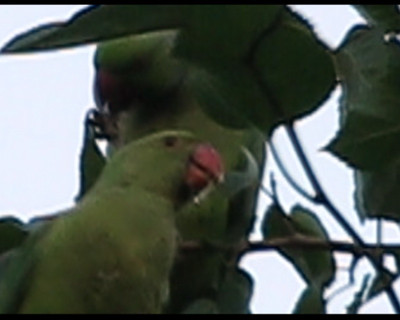 Papagali de Bucuresti. Pasari exotice in parcurile din Capitala
