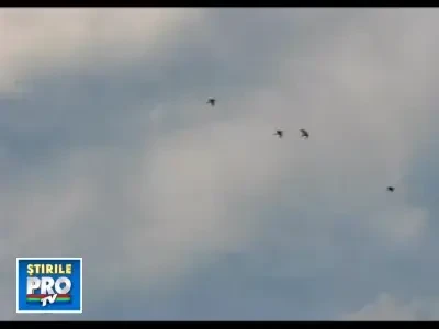 Papagali de Bucuresti: pasari exotice in parcurile din Capitala