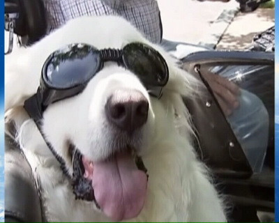 Ti-ai lua catel motociclist?