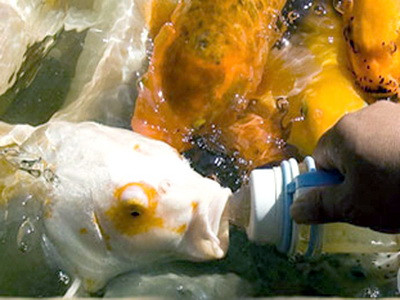 Chinezi excentrici: hranesc pesti uriasi cu biberonul! Vezi VIDEO