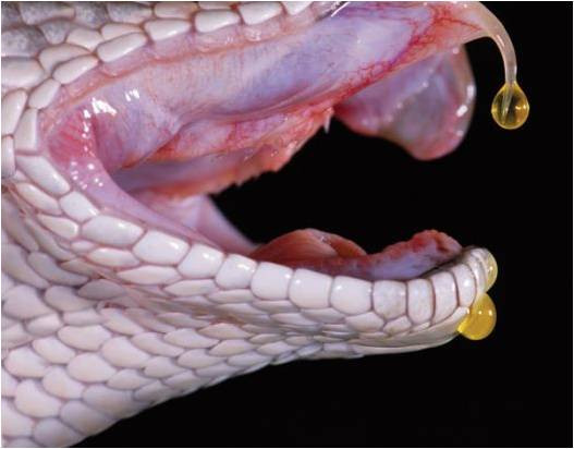 Curaj canin! S-a lasat muscata de un sarpe pentru a salva mezinul familiei