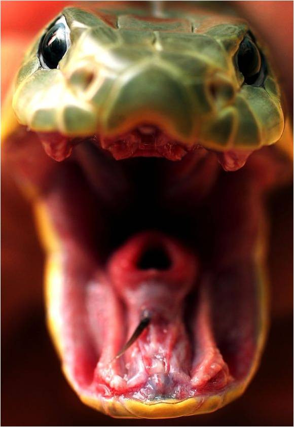 Groaznic.Un sarpe anaconda de 2 metri,in toaleta unei poloneze de 73 de ani