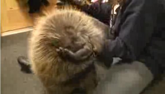 Porc spinos cu probleme de identitate! Se crede caine